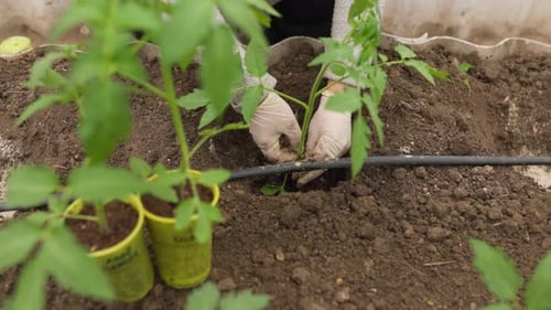 Seedling Success Closeup View of Gardener Planting in Ground