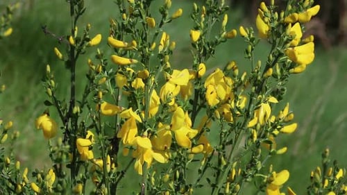 Broom bush in flower. Spring. UK