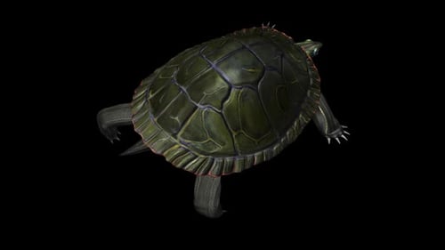 North American Painted Turtle - Walking Loop - Back Side Angle Close Up View - Alpha Channel