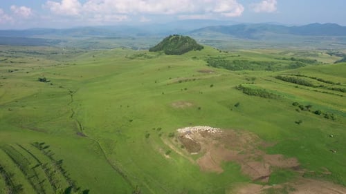 Aerial View of Grazing Flock of Sheep, Livestock in a Green Meadow, Pasture