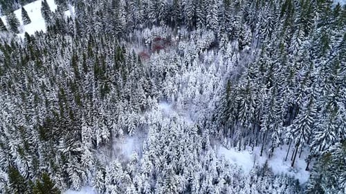 Gorgeous pine tree wood covered with snow. Drone footage above the evergreen forest in winter.