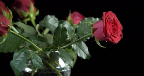 Anniversary roses on table.
