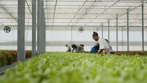 Verschiedene Menschen, die im Gewächshaus arbeiten, sammeln Salat, führen Qualitätskontrollen durch und kontrollieren die Blätter