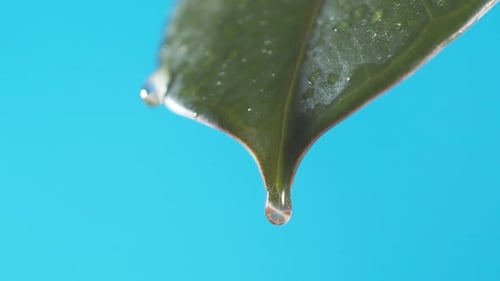 Drops of water drip from the green leave down on the blue background. Slow motion