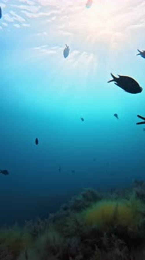 Underwater Sea Life with School of Black Fish and Sunlight in Blue Sea
