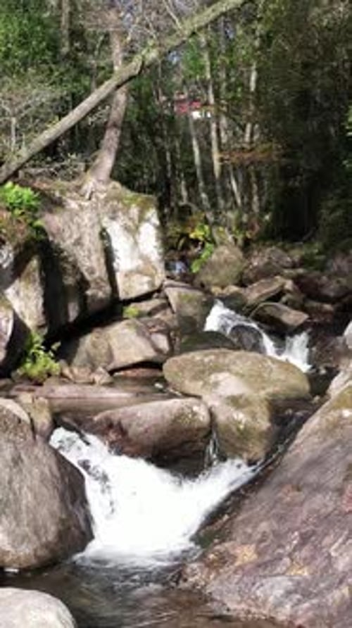 Vertical Video Stream of water between rocks and moss in a verdant forest