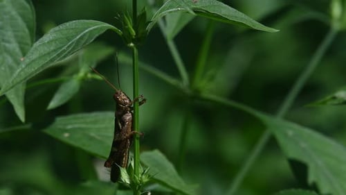 Grasshopper under leaves while legs wrapped around the stem of the plant, Kaeng Krachan National Par