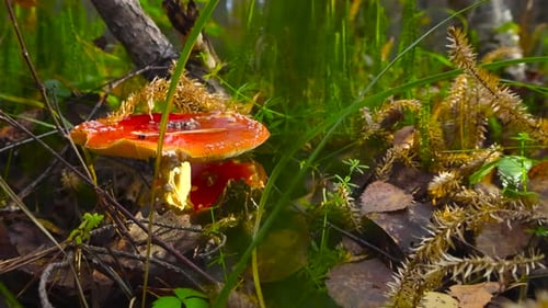 Ground view of poisonous Amanita muscaria mushrooms in colorful fall forest undergrowth in 4K, Harku