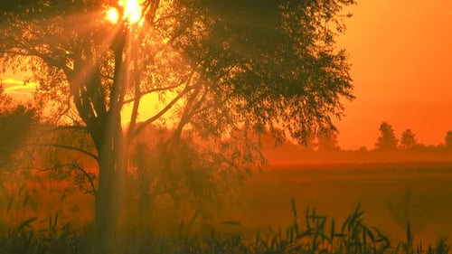 Beautiful tree in the field and sunny rays.