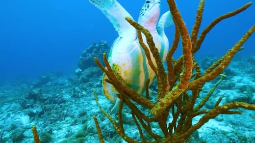 Grüne Schildkröte schwimmt im Meer 4K