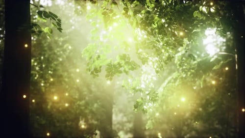 A Forest Filled with Lots of Trees Covered in Lights