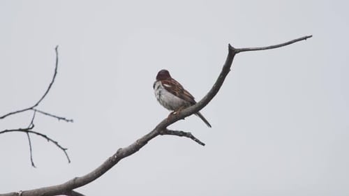Sparrow perched on a branch under a cloudy sky in Aucallama, Peru, tranquil moment
