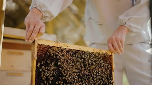 Imker holt aus dem Bienenstock heraus und hält in seinen Händen einen Honigrahmen mit Bienen