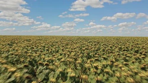Aerial View of Vast Sunflower Field on Sunny Day