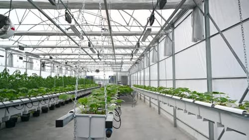 Hydroponic Plants Growing in Large Modern Greenhouse