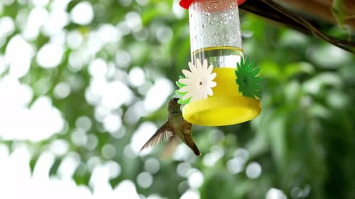 Hummingbird Feeding Nectar at Yellow Feeder