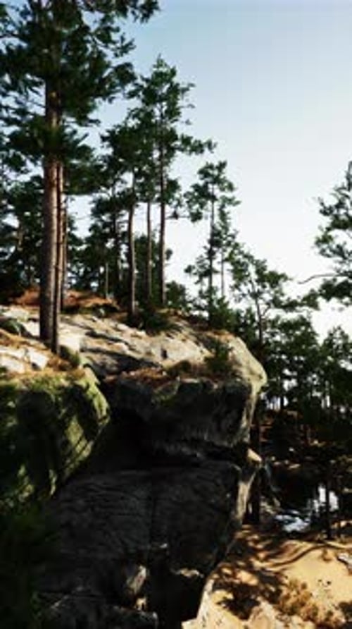 Trees on Rocky Cliff