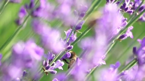 Lavender Fields with Fragrant Purple Flowers Bloom at Sunset Lush Lavender Bushes in Endless Rows