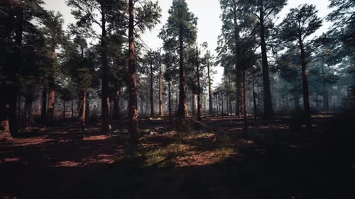 Immersive Moving Through Realistic Woodland Forest Scene
