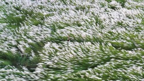 Aerial view of a person in a field of grass, Bangladesh.