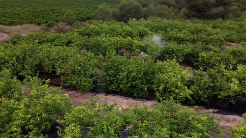 Man spraying pesticides, pesticide, insecticides on fruit lemon growing plantation drone aerial view