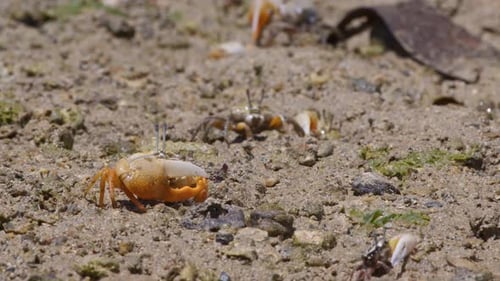 Des crabes violoneux à griffes de citron en quête de nourriture.