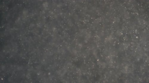 De minuscules spermatozoïdes se déplacent dans le liquide séminal.