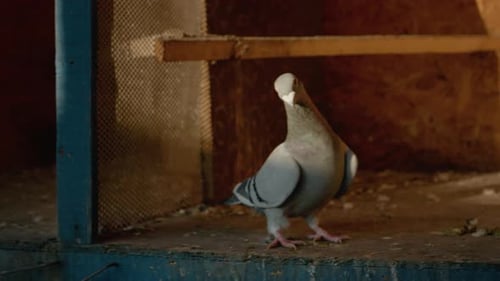 Close View of Pigeon Standing in Indoor Coop