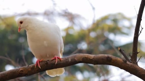 Palomas blancas, filmadas en 4K