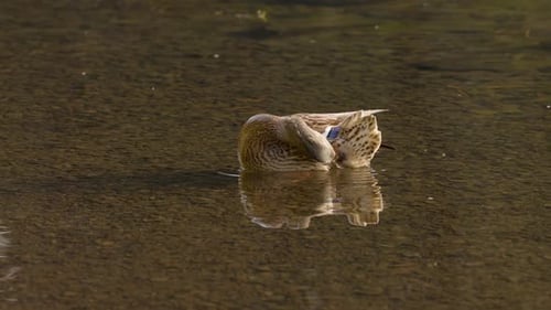 Close-up shot of a Mallard duck