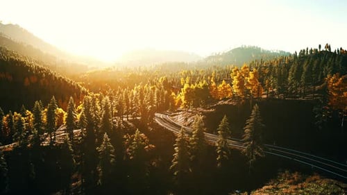 An Empty Road Winding Through a Serene Forest at Sunset