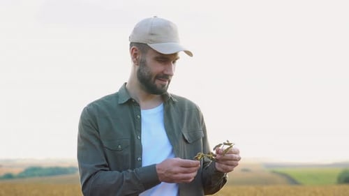 Farmer Agronomist Standing in Soybean Field Checking Crops Before Harvest Organic Food Production