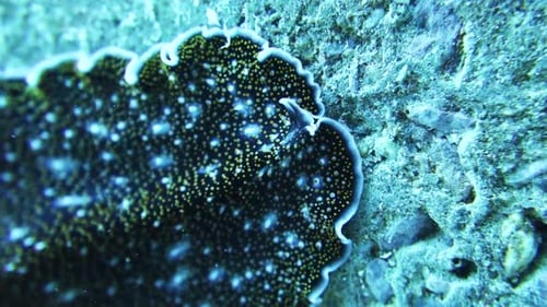 Polyclad flatworm crawls over rocky coral reef searching for food, macro