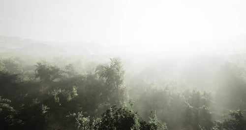 Misty Forest Landscape with Lush Greenery and Soft Natural Light