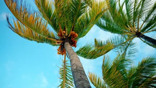 Static close up shot of a tropical palm treen with mature yellow coconuts. Wind blowing the palm lea