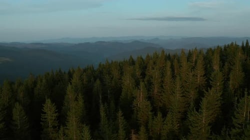 Drone Amazing Mountain Landscape View Charming Green Spruce Trees Growing. Beautiful Nature