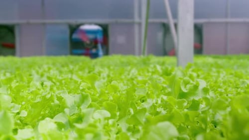 Fresh vegetables in hydroponic greenhouse farm