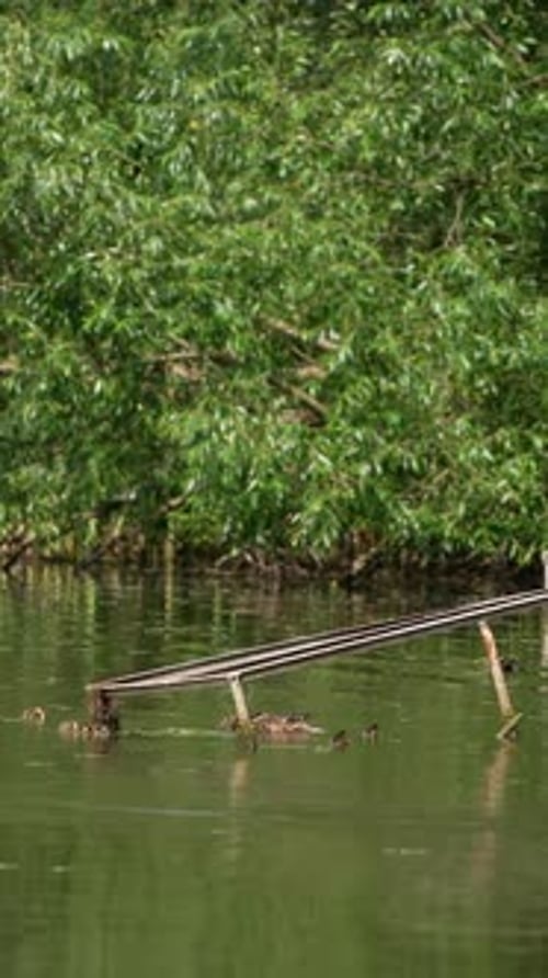 Mallard duck family swimming by the river near the old broken bridge.