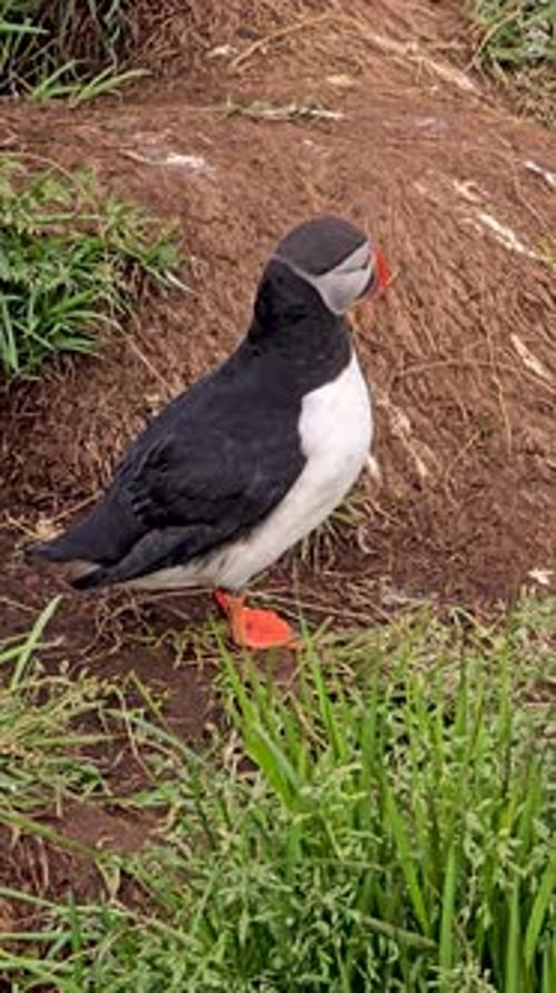 Charming Puffin Standing on a Grassy Patch