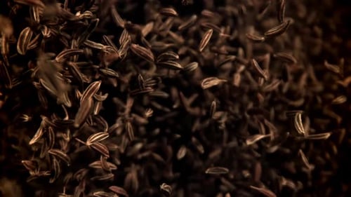 Cumin Flies Up and Down Filmed on a Highspeed Camera at 1000 Fps
