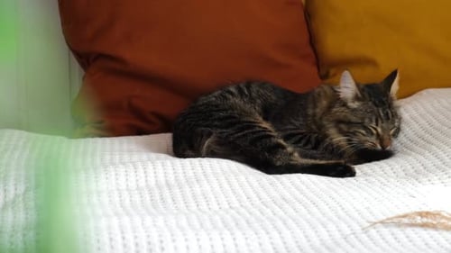 Cat is Washing Her Tongue Happy Cat Washes Licks His Paw and a Tail Tabby Cat with Green Eyes Lying