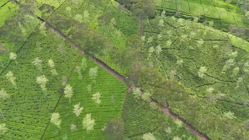 Cinematic aerial shot of green tea fields on rolling hills,