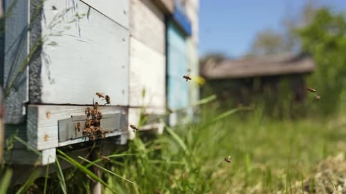 Honeybees Swarming Around the Beehive on a Sunny Day
