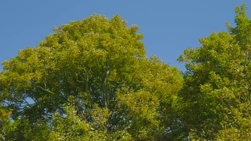 Dense Foliage Of Trees In Blue Sky. Pullback