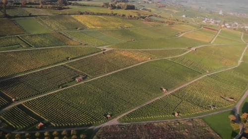 Vineyards