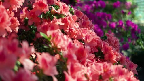 Beautiful View of Colorful Rododendron Blooming in the Garden Under Sunlight