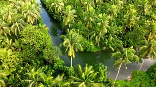 Aerial view of palm trees and river, Philippines.