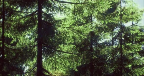 Vibrant Green Forest Foliage at Midday Under the Bright Sun