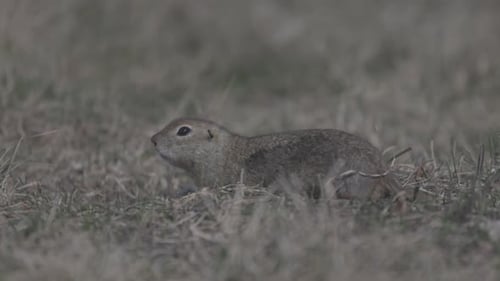 Retrato de esquilo engraçado na vida selvagem Little Ground Squirrel ou Little Suslik Spermophilus Pygmaeus
