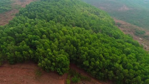 green indian forest in mountain jungle.